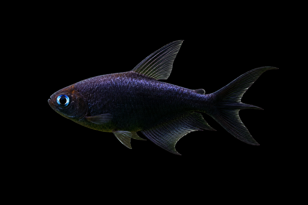 Blue Eyed Black Emperor Tetra