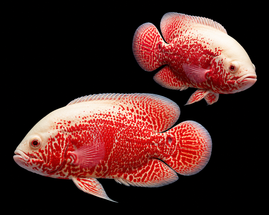 Albino Red Oscar (Grade A+)
