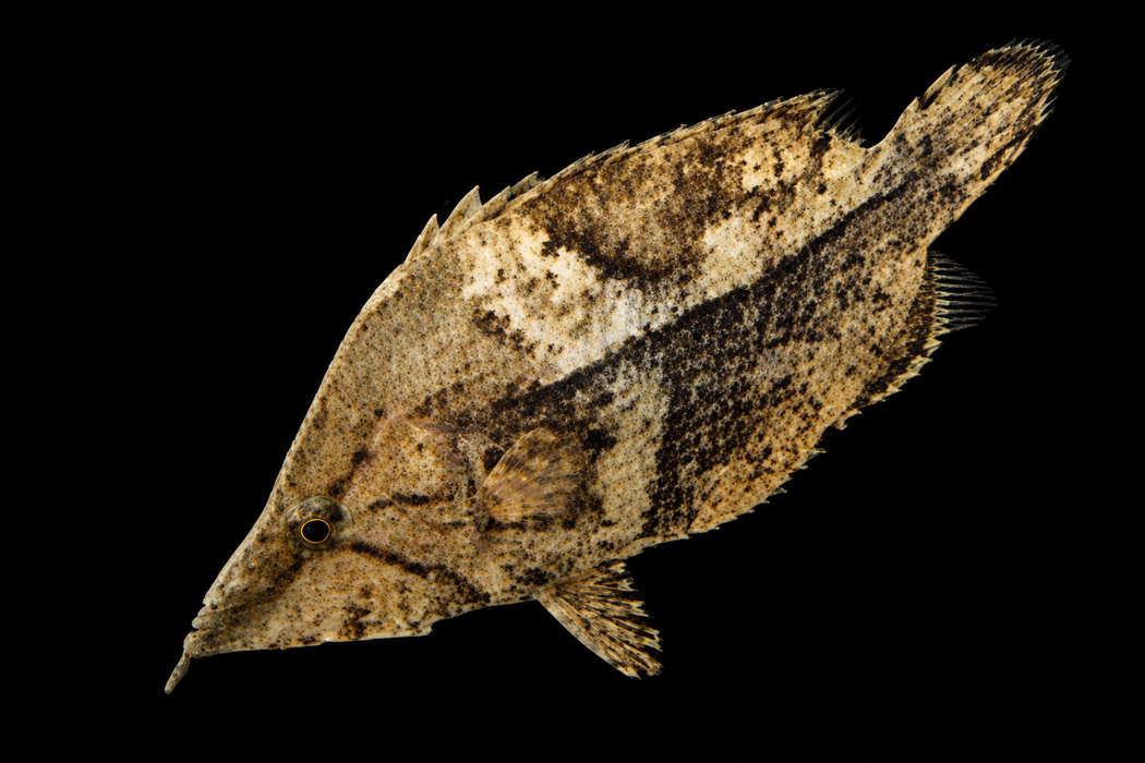 Amazon Leaf Fish