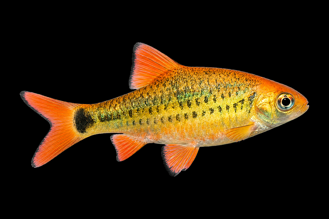 2x Chinese Golden Barbs
