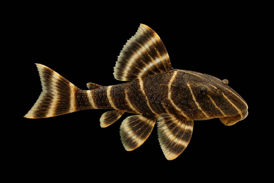 Clown Pleco