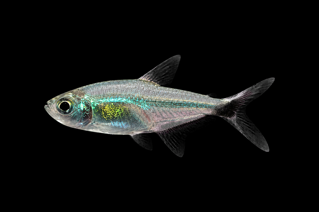 12x XL Costae Tetras
