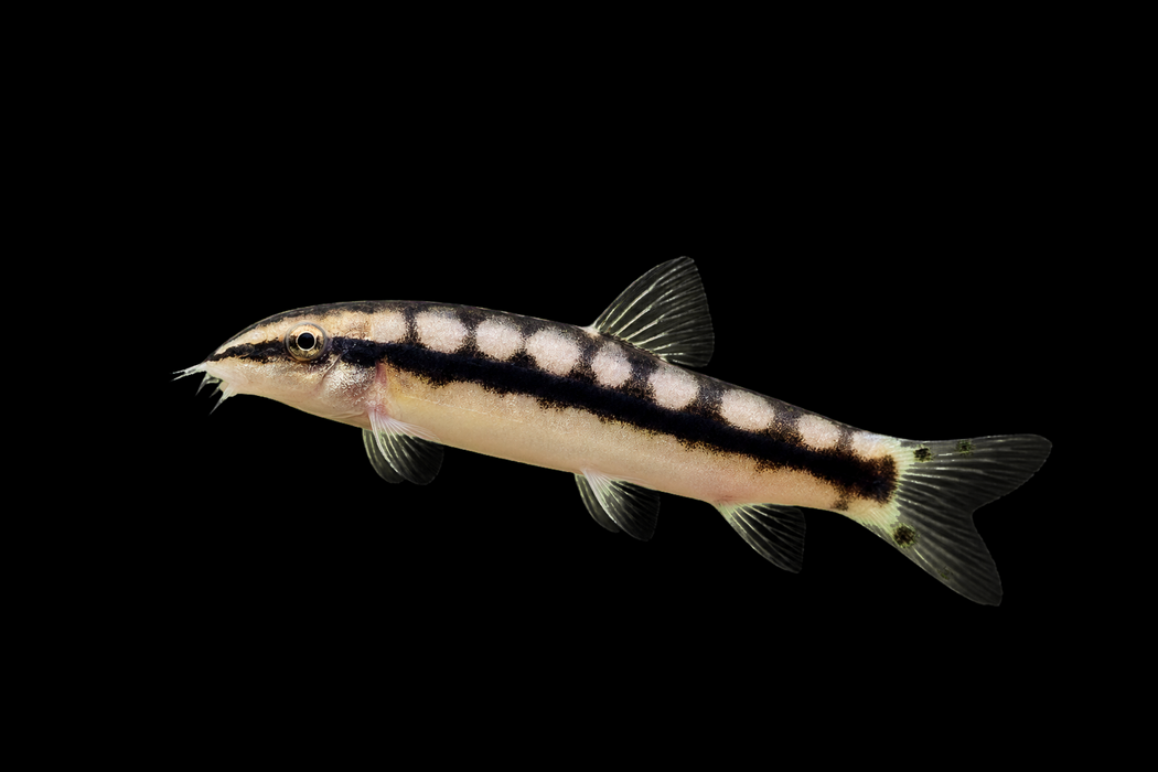 Dwarf Chain Loach