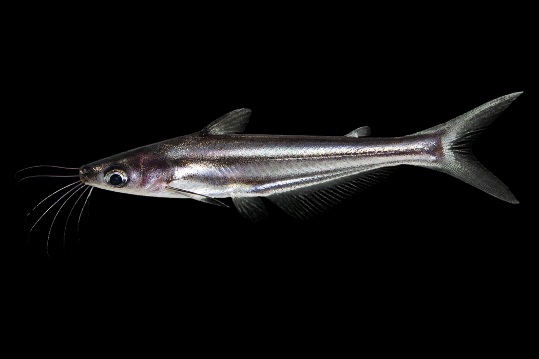 Group of 6x 2.5” Glass Dwarf Pangasius