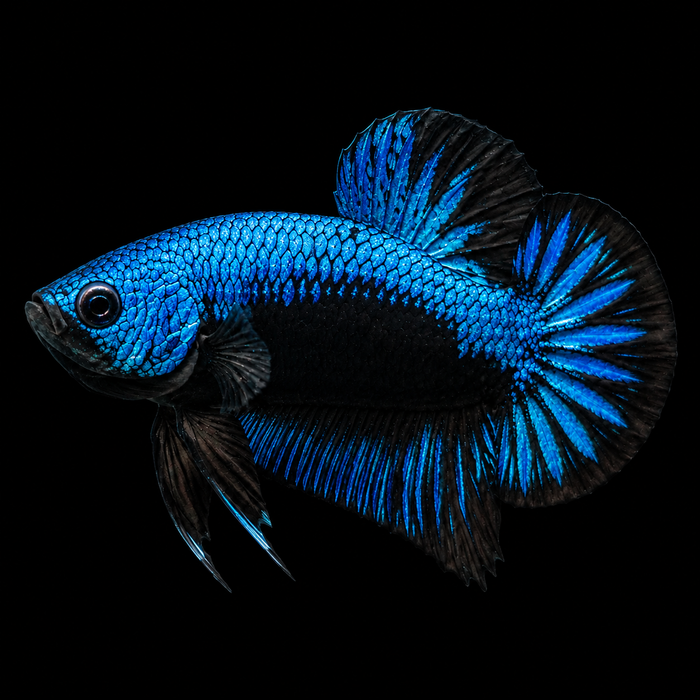 Blue Samurai Male Plakat