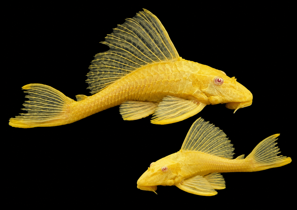 Albino Sailfin Pleco