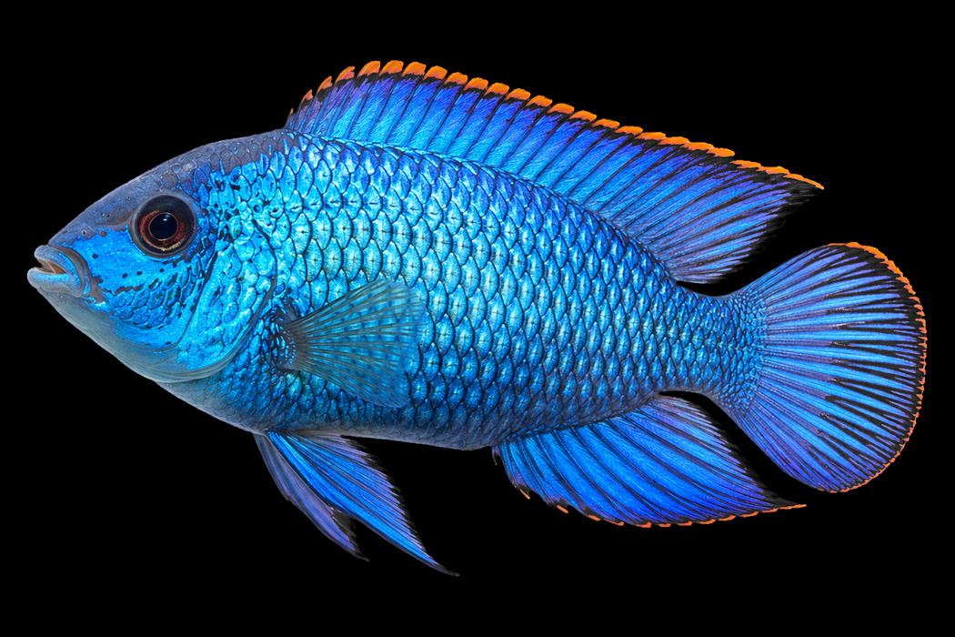 Electric Blue Acara