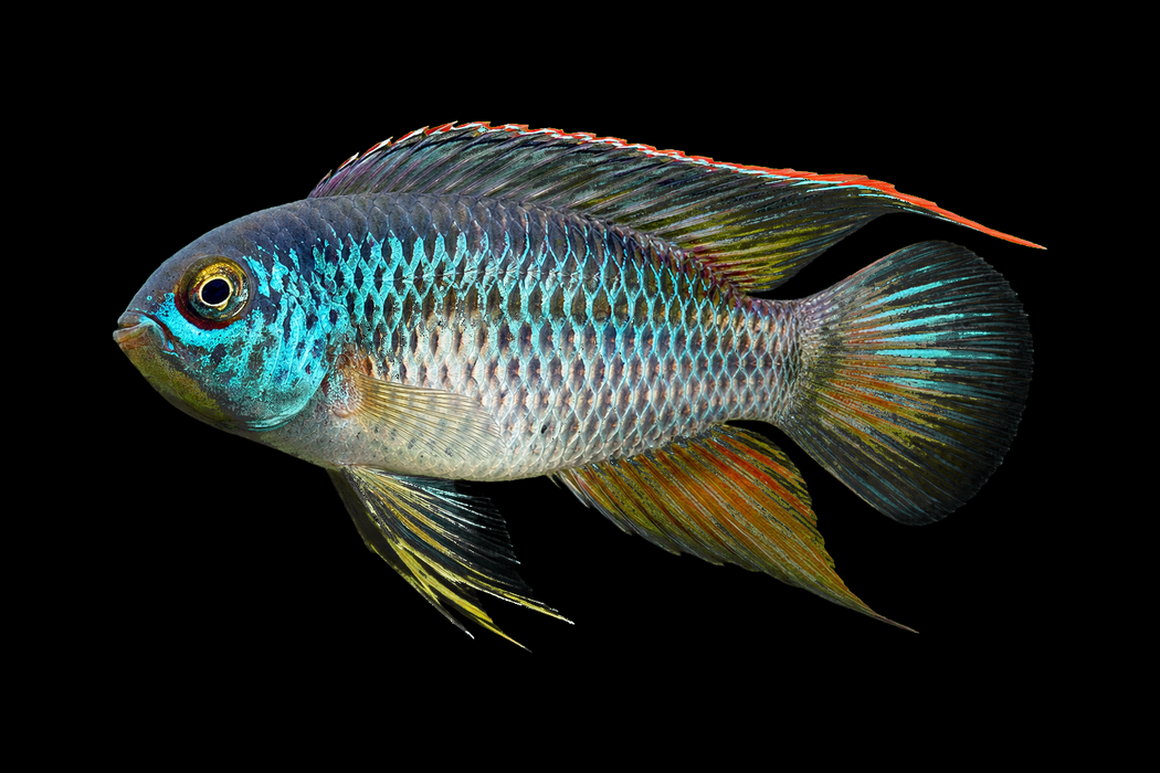 Goldeneye Dwarf Cichlid