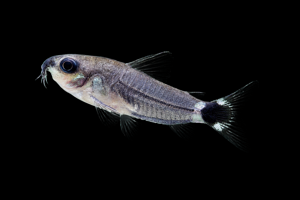 Hastatus Corydoras