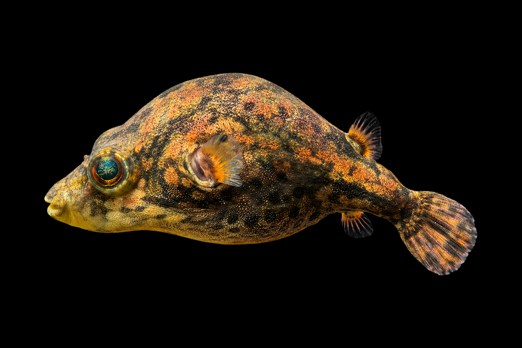Humpback Dragon Puffer