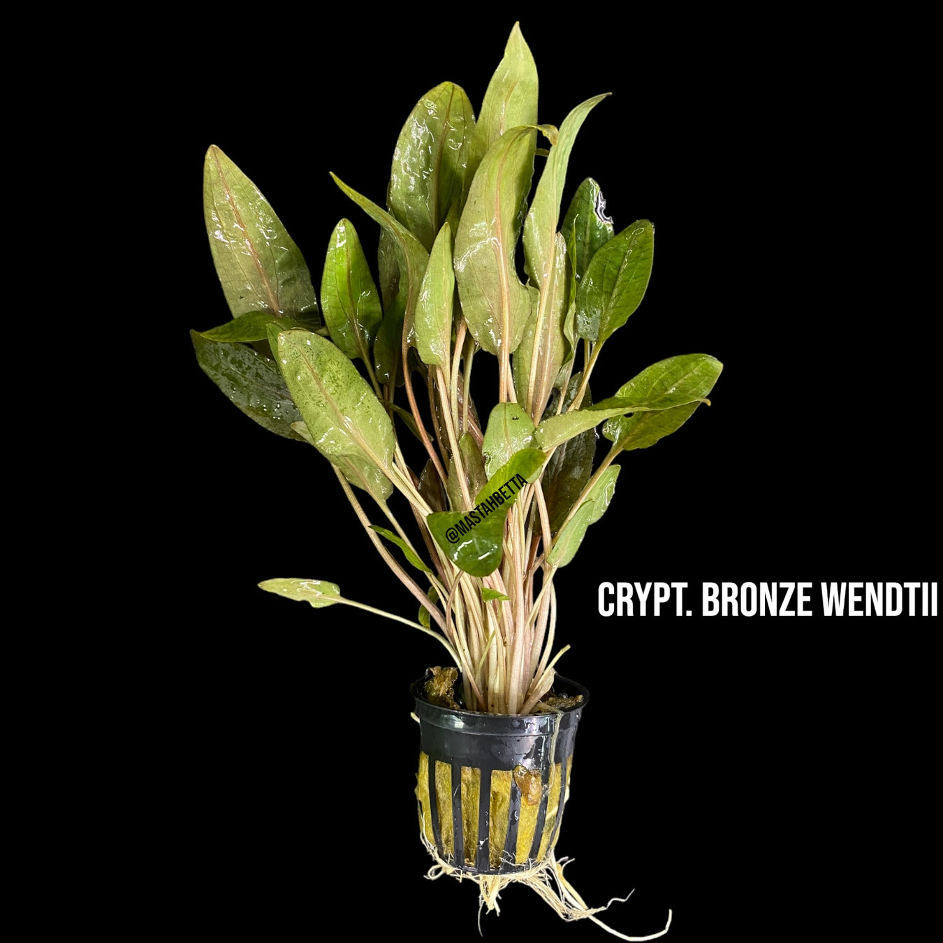 Aquatic Plants
