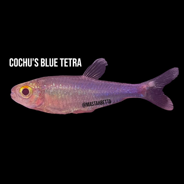 School of 6x Cochu’s Blue Tetra