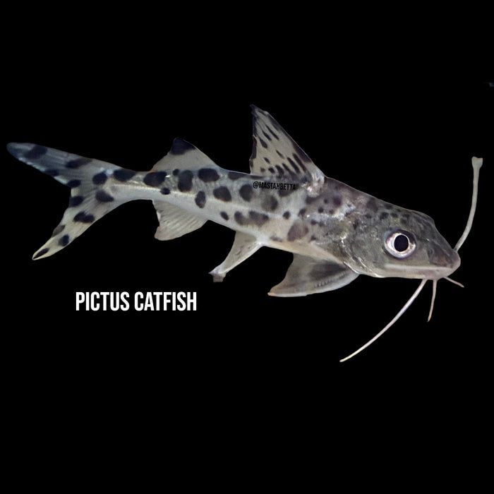 Group of 3x Pictus Catfish