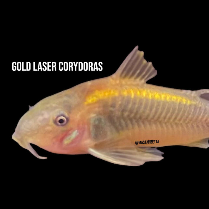 School of 6x Gold Laser Corydoras