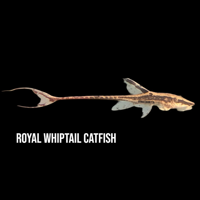 Royal Whiptail Catfish