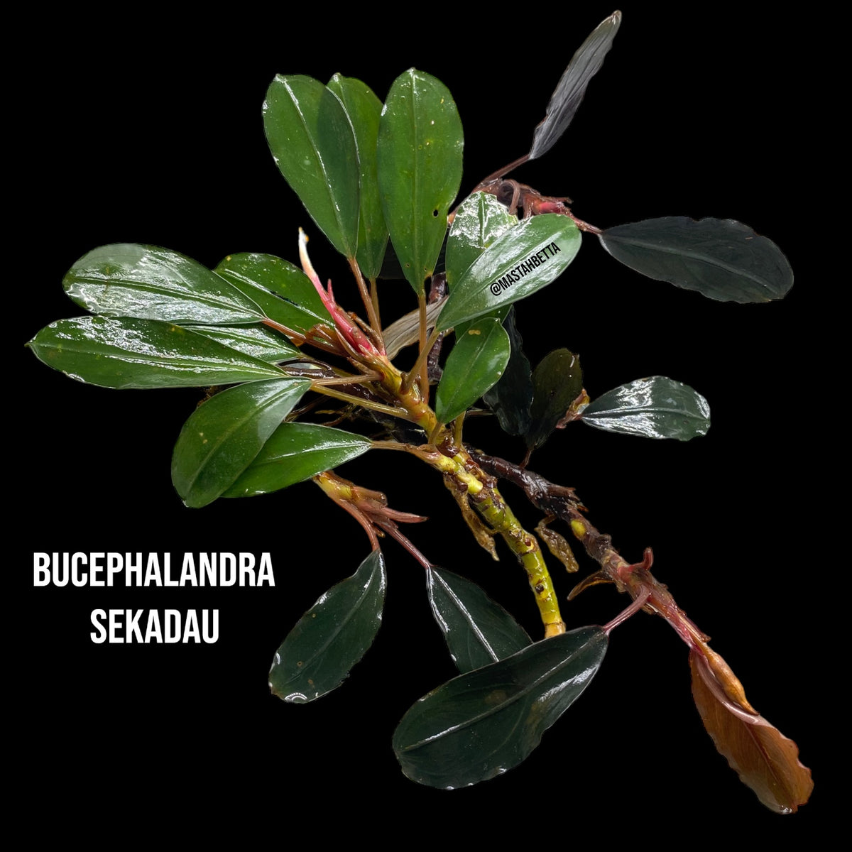 Bucephalandra Sekadau Giant Blue Aquatic Farmer Tissue