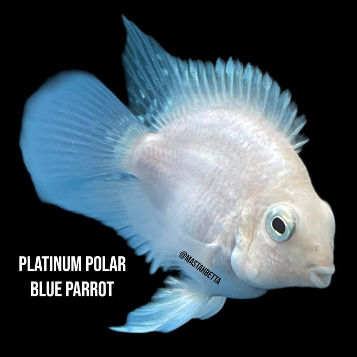 Group of 6x Platinum Polar Blue Parrots