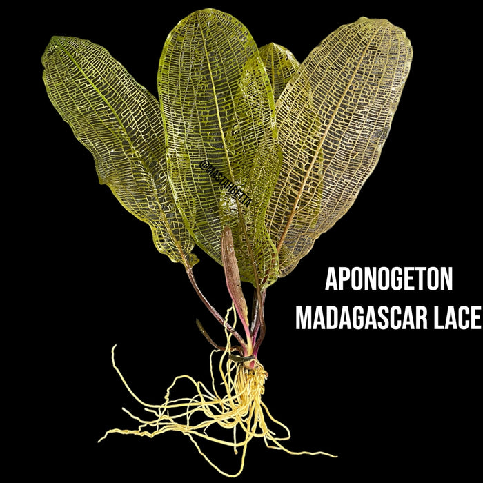 Aponogeton Madagascar Lace