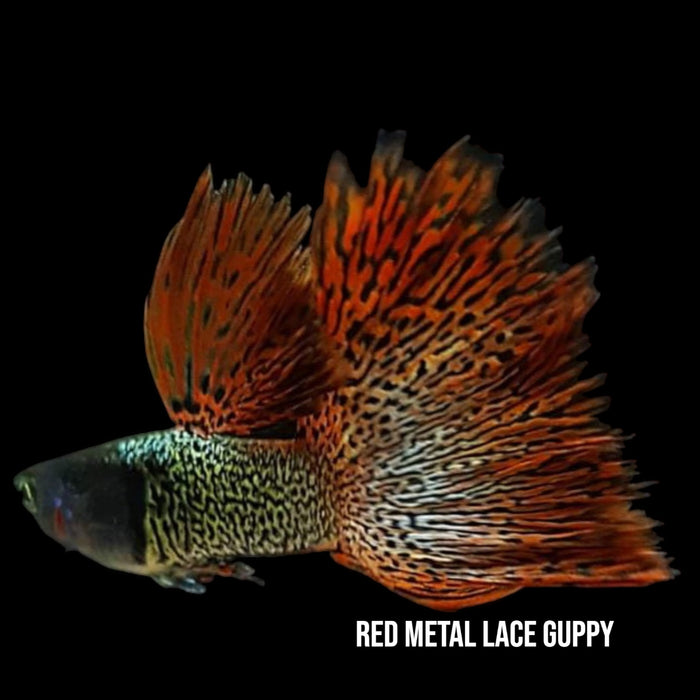 Red Metal Lace Guppy Pair