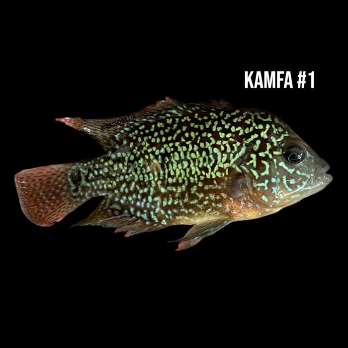 Kamfa #1