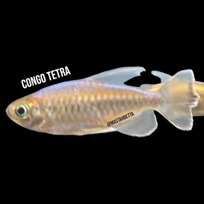 School of 6x Congo Tetra