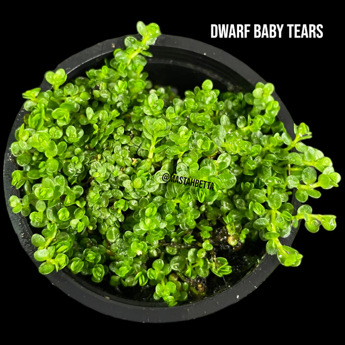 Dwarf Baby Tears