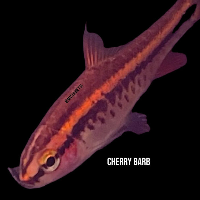 Group of 6x Cherry Barb