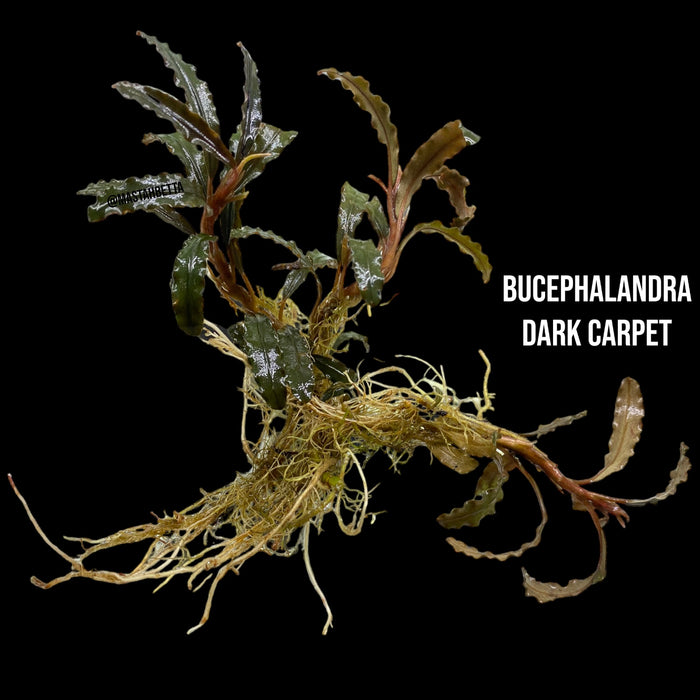 Bucephalandra Dark Carpet