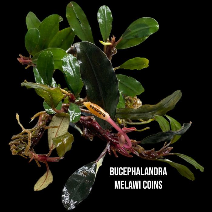 Bucephalandra Melawi Coins