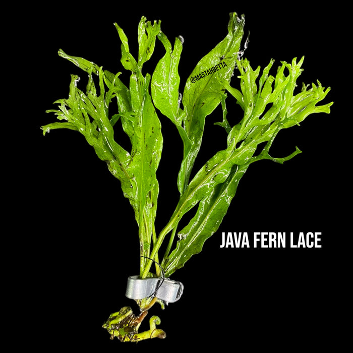 Java Fern Lace