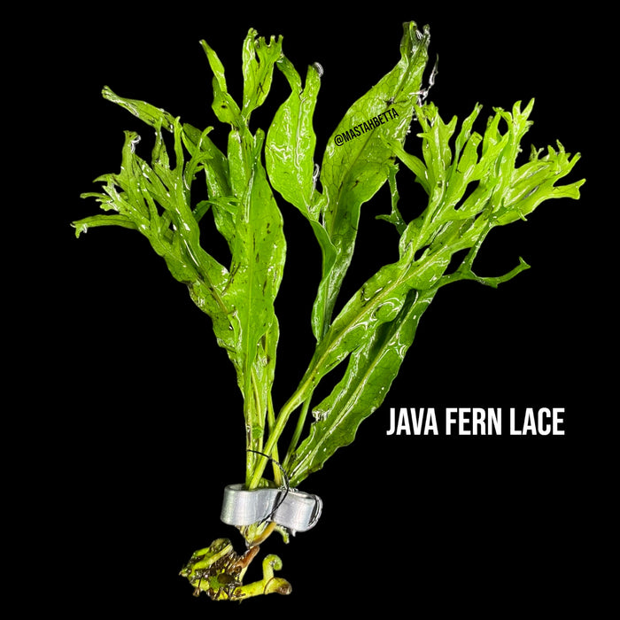 Java Fern Lace — Mastah Betta