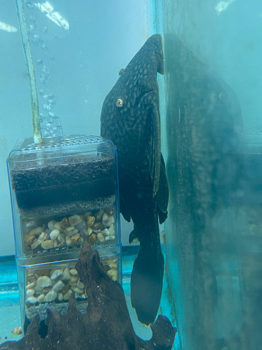 Spotted Royal Pleco