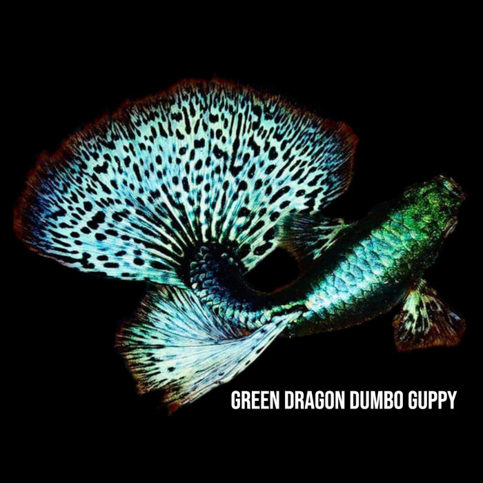 Blue Green Dragon Dumbo Guppy Pair