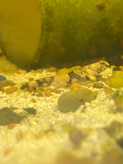 Micro Dragon Goby