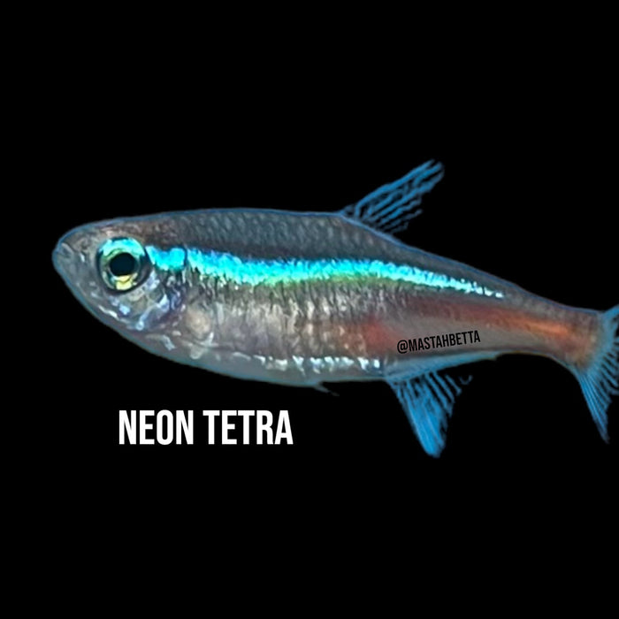 School of 6x Neon Tetra