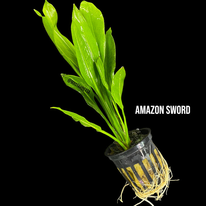 Amazon Sword