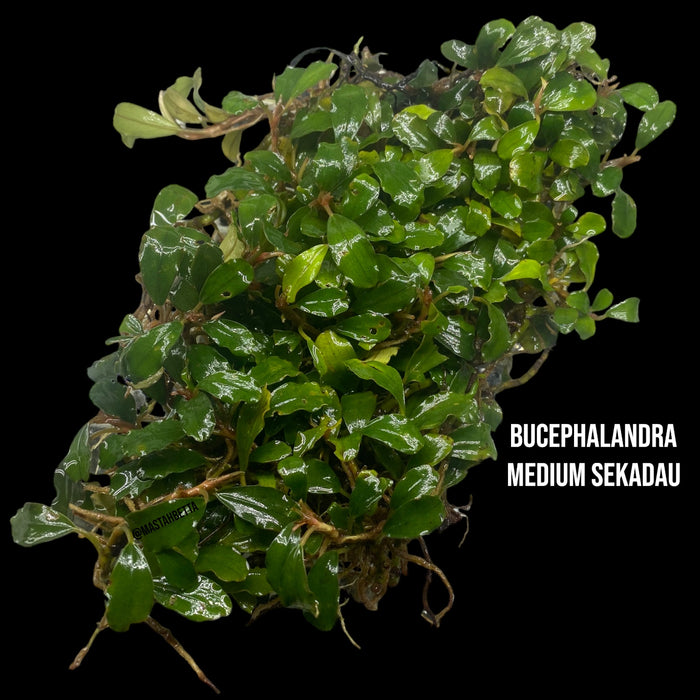 Bucephalandra Medium Sekadau