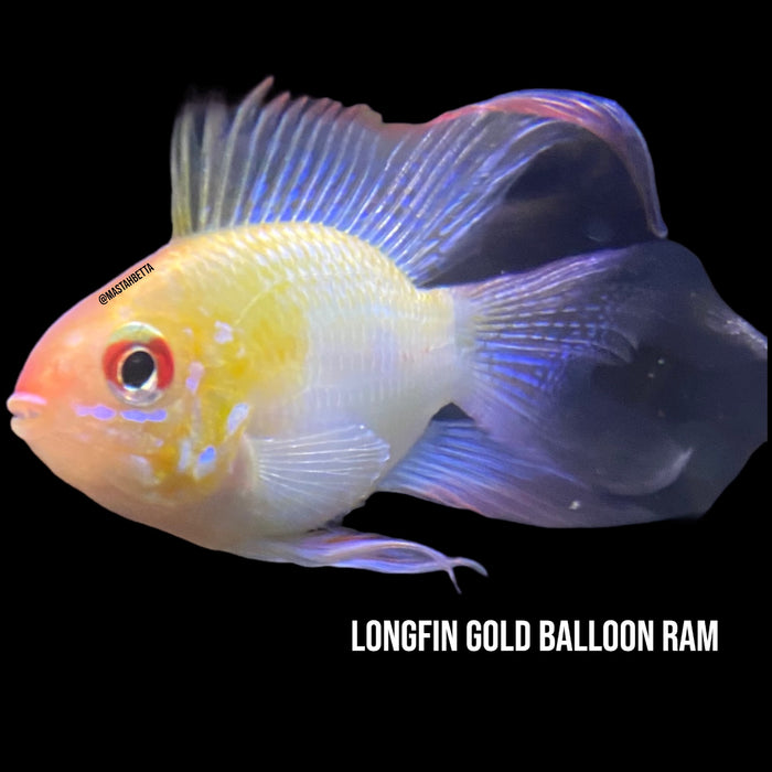 Longfin Gold Balloon Ram