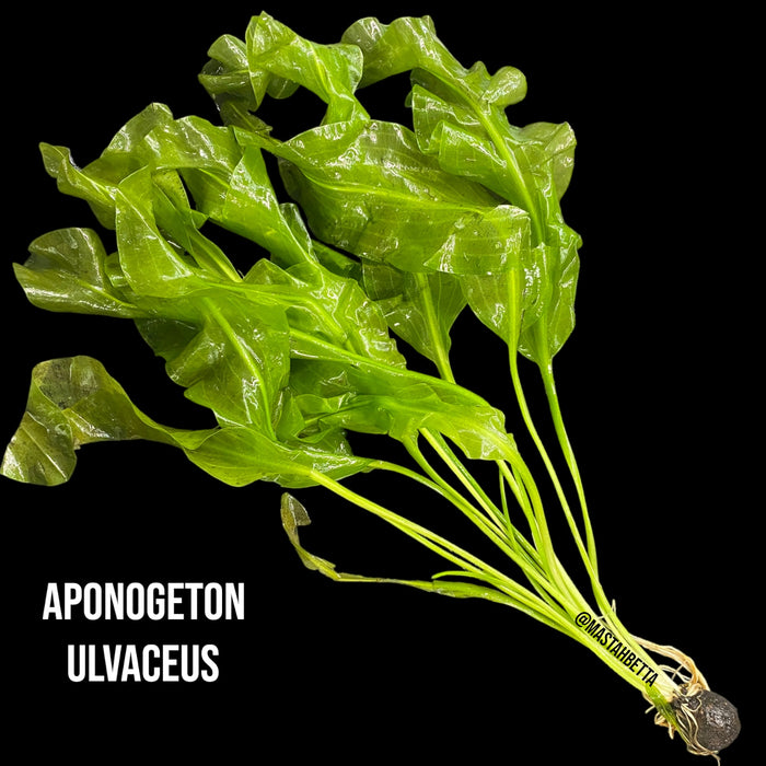 Aponogeton Ulvaceus