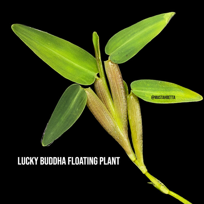 Lucky Buddha Floating Plant