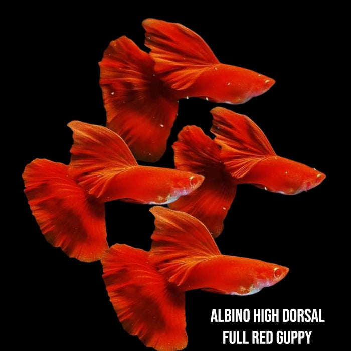 Albino High Dorsal Full Red Guppy Trio