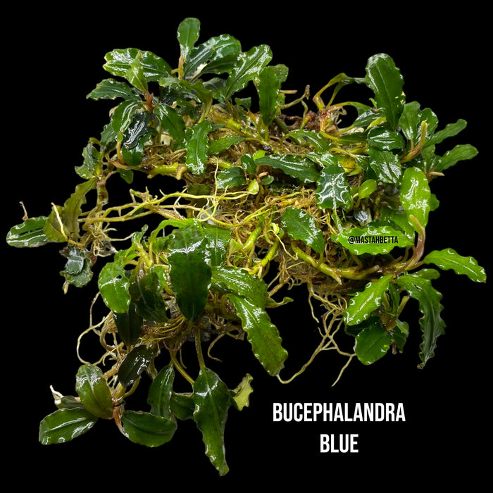 Bucephalandra Blue