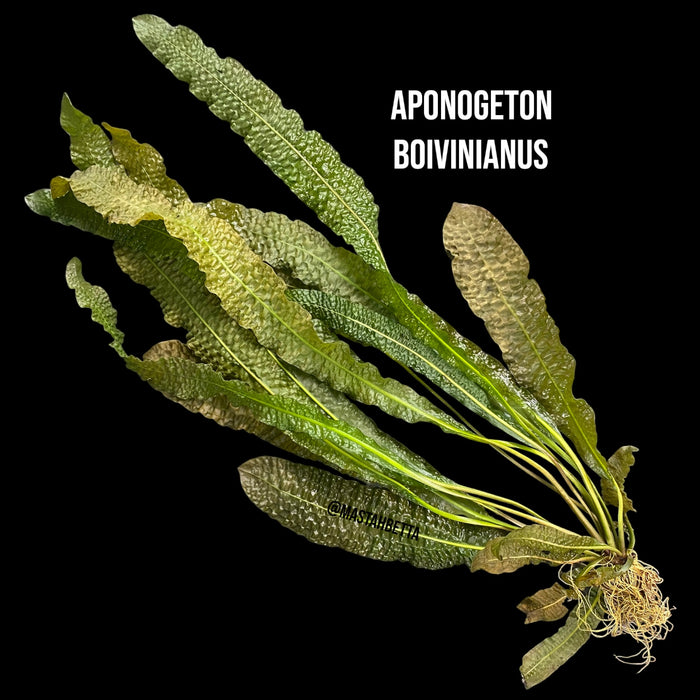 Aponogeton Boivinianus