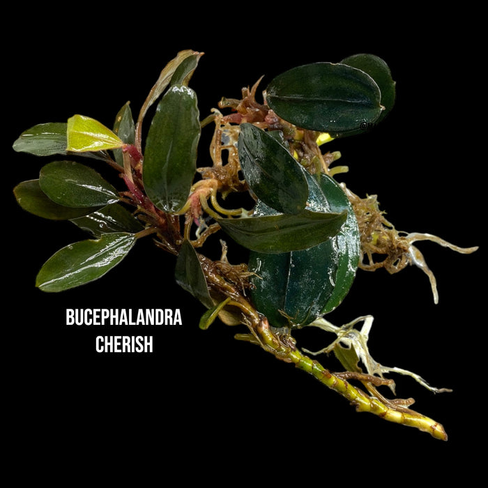 Bucephalandra Cherish