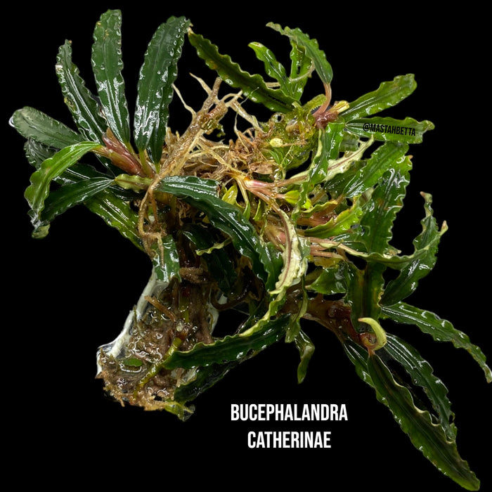 Bucephalandra Catherinae