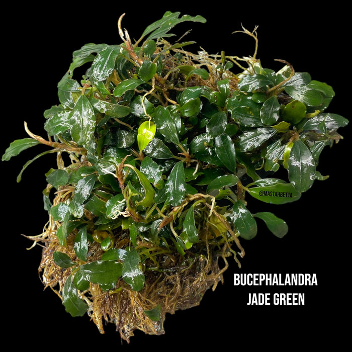 Bucephalandra Jade Green