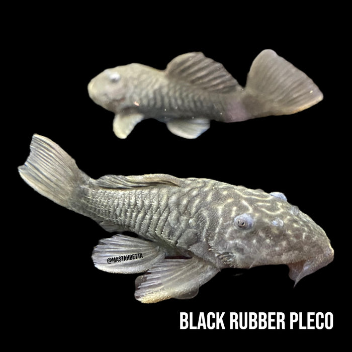 Black Rubber Pleco