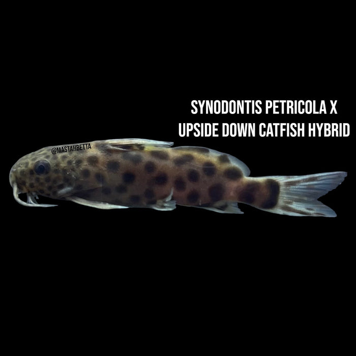 School of 6x Synodontis Petricola x Upside Down Catfish Hybrid