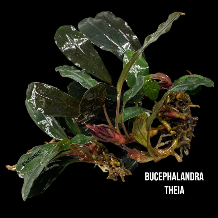 Bucephalandra Theia