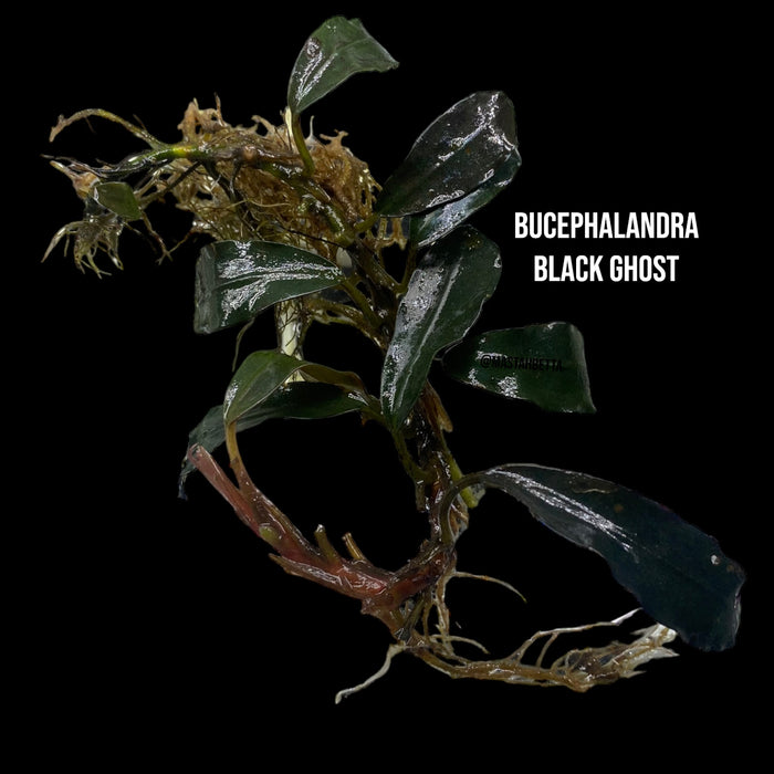 Bucephalandra Black Ghost